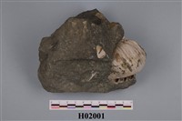 藏品(腹足類化石)的圖片